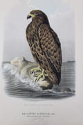 Die Raubvogel deutschlands und angenzenden Mitteleuropas [Les oiseaux de proie en Allemagne et les pays voisins d'Europe centrale] par Riesenthal (Oskar von) - Image 5