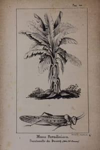 Voyage en Afrique au Royaume de Barcah et dans la Cyrénaique. Traduit et augmenté de notes historiques, géographiques et botaniques, et d'une notice sur l'ancienne et moderne Cyrénaique, sur le royaume de Fezzan, sur Temboctou, sur l'Oasis de Syouah, l'antique Oasis d'Ammon et le temple de Jupiter, sur le vent du Désert, sur l'Ibis sacré, sur le Lotus, sur le Papyrus. égyptien, et sur le Silphium si recherché des Anciens.