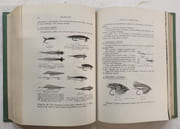 Truites, mouches, devons, mouche sèche, mouche noyée, lancer léger et extra-léger, ultra-léger par BARBELLION, Pierre (Dr) - Image 6