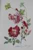 Les Fleurs à travers les âges et à la fin du XIXème siècle. Reproductions d'aquarelles de Madeleine Lemaire. Notes horticoles et botaniques, réunies ...