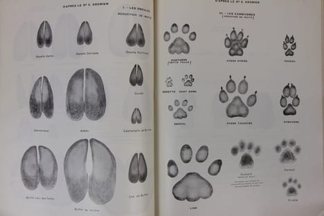 Faune et chasse en Afrique Occidentale Française. Guide du tourisme de la nature vivante. Croquis de Lucien BLANCOU. ROURE Georges