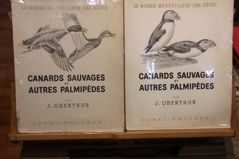 Canards sauvages et autres palmipèdes. OBERTHUR, Joseph