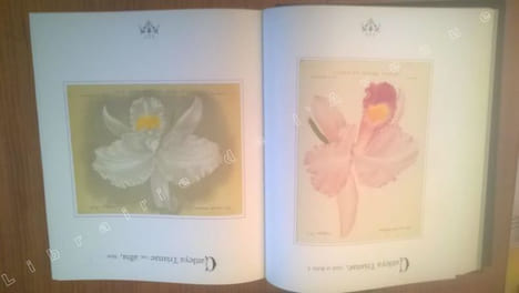 Orchidées. Dictionnaire iconographique. Alfred COGNIAUX - Alphonse GOOSSENS