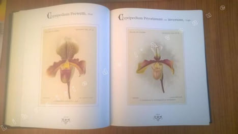 Orchidées. Dictionnaire iconographique. Alfred COGNIAUX - Alphonse GOOSSENS