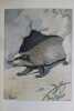 Au bois, légendes et études de moeurs sur les quadrupèdes de chasse. Illustrations de  E. Juillerat, Millot et Loudet. LACROIX-DANLIARD [Just Marie ...