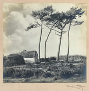 Arbres. par AURADON (Pierre).