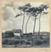 Arbres.. AURADON (Pierre).