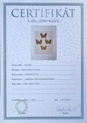 Sans titre (papillons).  par KOLÁŘ (Jiri). - Image 2