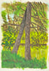 La C&eacute;berderie, lisi&egrave;re Sud-Est du bois Dambrai. . PLACID (Jean-Fran&ccedil;ois Duval, dit).