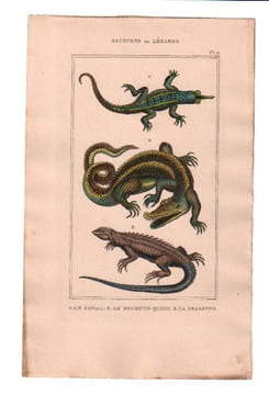 Gravure de Sauriens ou lézards, Pl 2 - 1Le Gavial - 2 Le Fouette-Queue - 3 La Dragonne. BUFFON