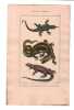 Gravure de Sauriens ou l&eacute;zards, Pl 2 - 1Le Gavial - 2 Le Fouette-Queue - 3 La Dragonne. BUFFON