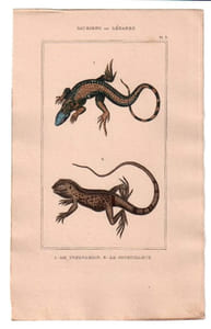 Gravure de Sauriens ou lézards, Pl 3 - 1Le Tupinambis - 2 Le Sourcilleux
