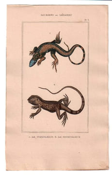 Gravure de Sauriens ou lézards, Pl 3 - 1Le Tupinambis - 2 Le Sourcilleux. BUFFON