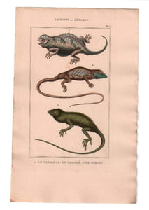 Gravure de Sauriens ou lézards, Pl 5 - 1Le Tapaye - 2 Le Marbré - 3 Le Roquet