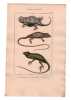 Gravure de Sauriens ou l&eacute;zards, Pl 5 - 1Le Tapaye - 2 Le Marbr&eacute; - 3 Le Roquet. BUFFON