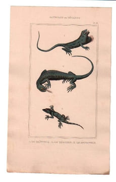 Gravure de Sauriens ou lézards, Pl 6 - 1Le Goîtreux - 2 Le Téguixin - 3 Le Sputateur. BUFFON