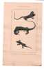 Gravure de Sauriens ou l&eacute;zards, Pl 6 - 1Le Go&icirc;treux - 2 Le T&eacute;guixin - 3 Le Sputateur. BUFFON