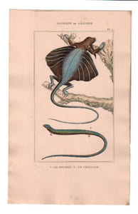 Gravure de Sauriens ou lézards, Pl 7 - 1Le Dragon - 2 Le Chalcide