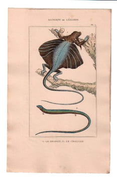 Gravure de Sauriens ou lézards, Pl 7 - 1Le Dragon - 2 Le Chalcide. BUFFON