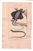 Gravure de Sauriens ou l&eacute;zards, Pl 7 - 1Le Dragon - 2 Le Chalcide. BUFFON
