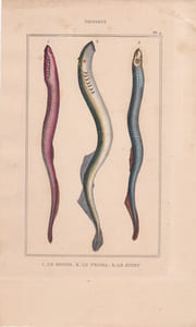 Gravure de Poissons, Pl 2 - 1 Le Rouge - 2 Le Pricka - 3 Le Sucet