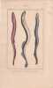 Gravure de Poissons, Pl 2 - 1 Le Rouge - 2 Le Pricka - 3 Le Sucet. BUFFON