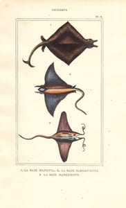 Gravure de Poissons, Pl 8 - 1 La Raie Manatia - 2 La Raie Fabronienne - 3 La raie Banksienne