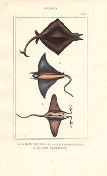Gravure de Poissons, Pl 8 - 1 La Raie Manatia - 2 La Raie Fabronienne - 3 La raie Banksienne. BUFFON