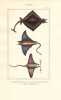 Gravure de Poissons, Pl 8 - 1 La Raie Manatia - 2 La Raie Fabronienne - 3 La raie Banksienne. BUFFON