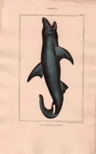 Gravure de Poissons, Pl 9 - 1 Le Squale Requin