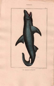 Gravure de Poissons, Pl 9 - 1 Le Squale Requin. BUFFON
