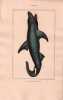 Gravure de Poissons, Pl 9 - 1 Le Squale Requin. BUFFON