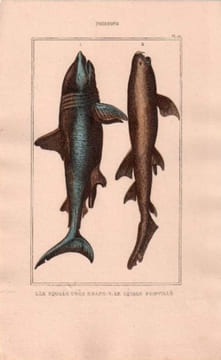 Gravure de Poissons, Pl 10 - 1 Le Squale très grand - Le Squale pointillé. BUFFON