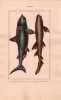 Gravure de Poissons, Pl 10 - 1 Le Squale tr&egrave;s grand - Le Squale pointill&eacute;. BUFFON