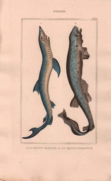 Gravure de Poissons, Pl 11 - 1 Le Squale glauque - Le Squale roussette. BUFFON