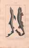 Gravure de Poissons, Pl 11 - 1 Le Squale glauque - Le Squale roussette. BUFFON