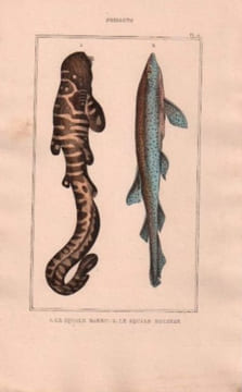Gravure de Poissons, Pl 12 - 1 Le Squale barbu - Le Squale rocher. BUFFON