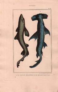 Gravure de Poissons, Pl 13 - 1 Le Squale milandre - Le Squale marteau