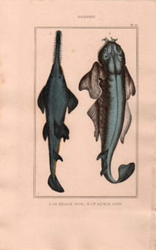 Gravure de Poissons, Pl 15 - 1 Le Squale scie- Le Squale ange. BUFFON