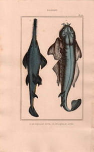 Gravure de Poissons, Pl 15 - 1 Le Squale scie- Le Squale ange