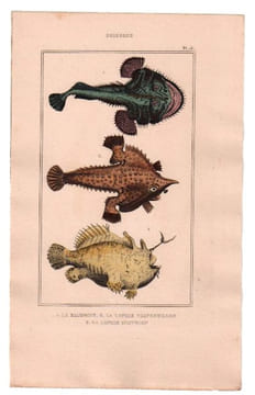 Gravure de Poissons, Pl 16 - 1 La Baudroie - 2 La Lophie vespertillon - 3 La Lophie histrion. BUFFON