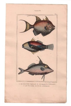 Gravure de Poissons, Pl 17 - 1 Le Baliste vieille- 2 Le Baliste écharpe - 3 Le Baliste double aiguillon. BUFFON