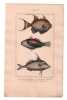 Gravure de Poissons, Pl 17 - 1 Le Baliste vieille- 2 Le Baliste &eacute;charpe - 3 Le Baliste double aiguillon. BUFFON