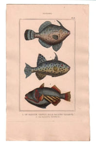 Gravure de Poissons, Pl 18 - 1 Le Baliste chinois - 2 Le Baliste tacheté - 3 Le Baliste épineux