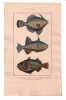 Gravure de Poissons, Pl 18 - 1 Le Baliste chinois - 2 Le Baliste tachet&eacute; - 3 Le Baliste &eacute;pineux. BUFFON