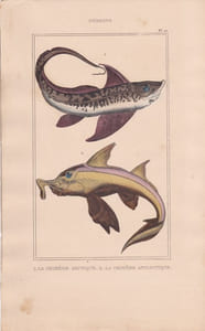 Gravure de Poissons, Pl 20 - 1 La Chimère arctique - 2 La Chimère antarctique