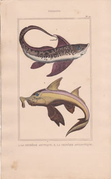 Gravure de Poissons, Pl 20 - 1 La Chimère arctique - 2 La Chimère antarctique. BUFFON