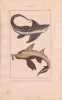 Gravure de Poissons, Pl 20 - 1 La Chim&egrave;re arctique  - 2 La Chim&egrave;re antarctique. BUFFON