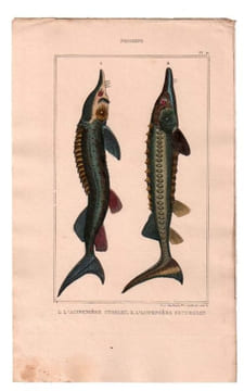 Gravure de Poissons, Pl 21 - 1 L'Acipensère strelet - 2 L'Acipensère esturgeon. BUFFON