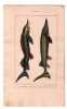 Gravure de Poissons, Pl 21 - 1 L'Acipens&egrave;re strelet - 2 L'Acipens&egrave;re esturgeon. BUFFON